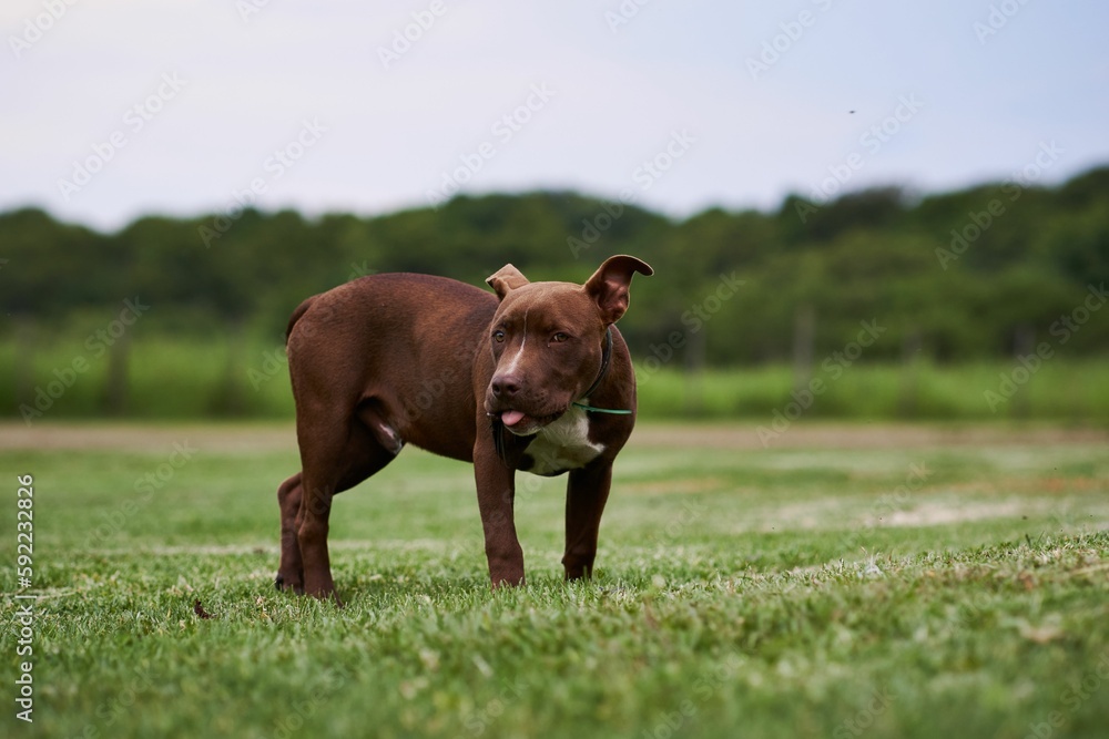 Brown pit bull standing on a green field.