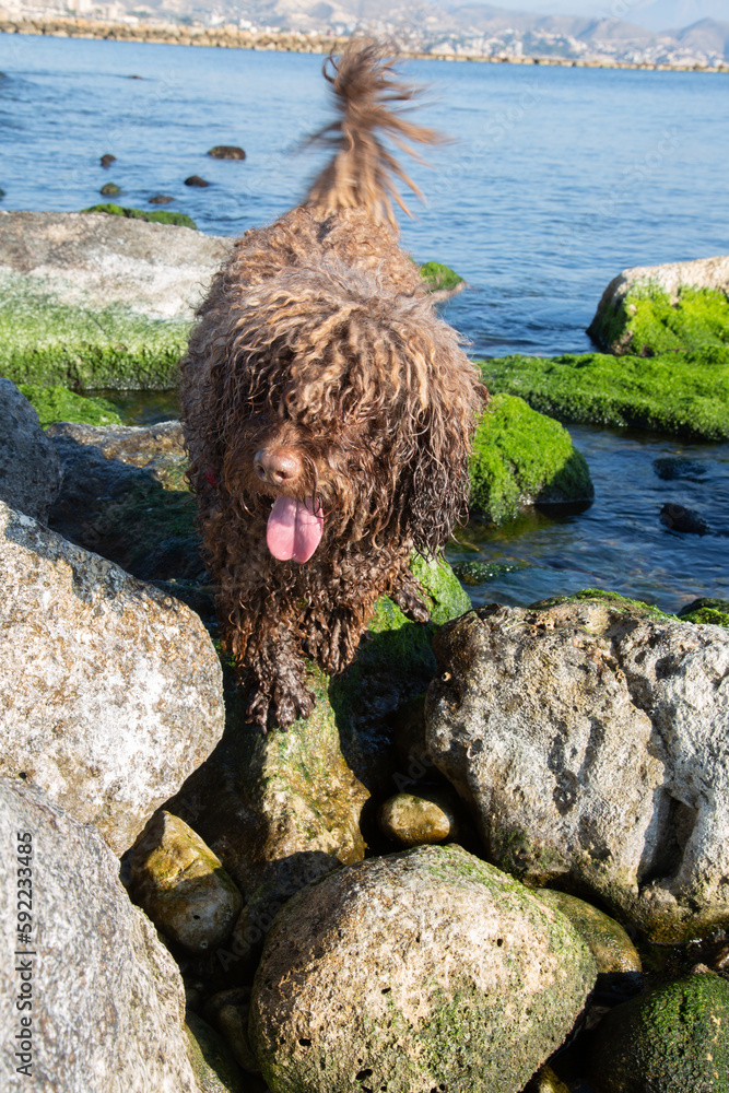 Spanish Water Dog in Rocks on El Campello Beach, Alicante; Spain