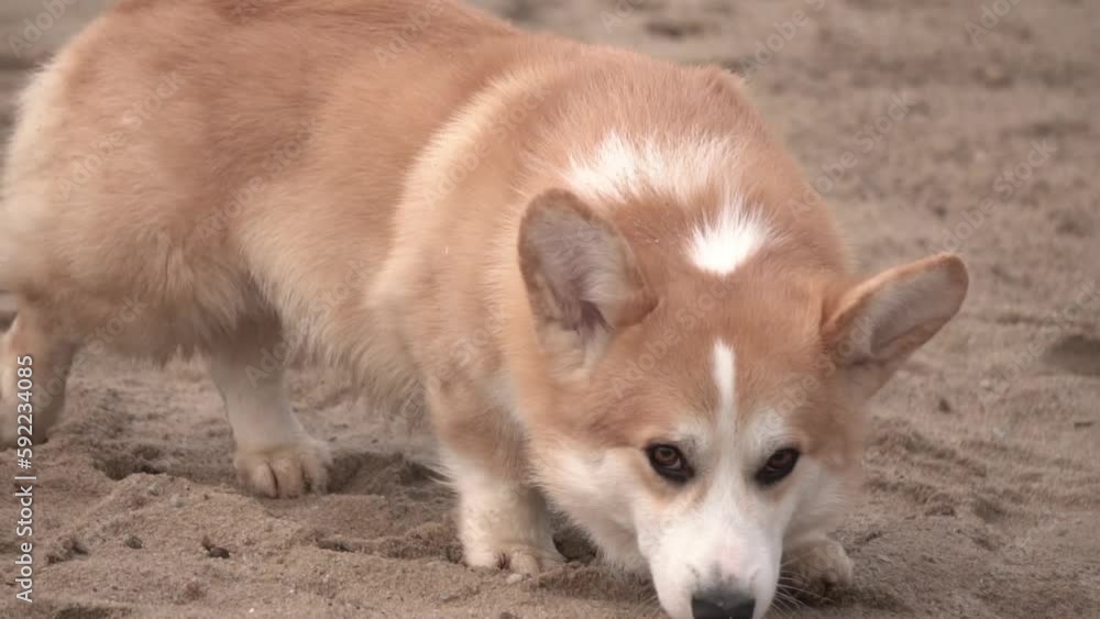 dog on a walk, slow motion dog on a walk, slow motion