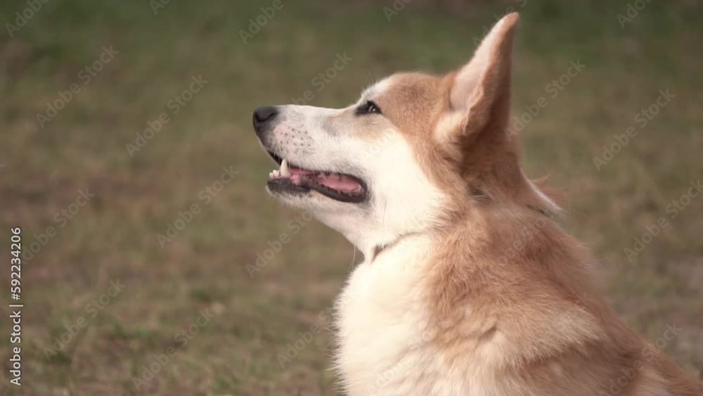portrait of a welsh corgi, slow motion portrait of a welsh corgi, slow motion
