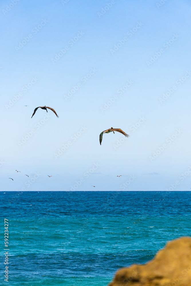 pelicans flying over the sea