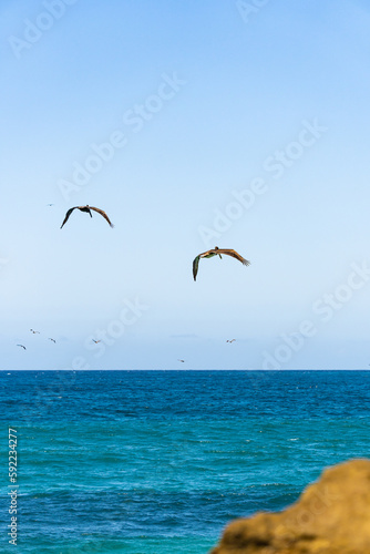 pelicans flying over the sea