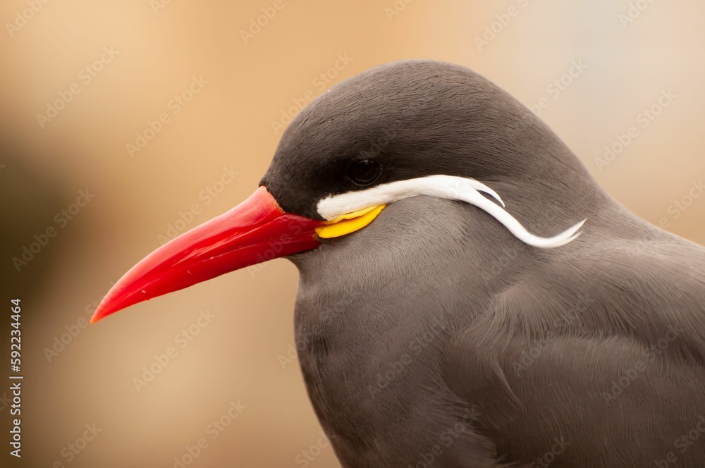 Closeup of Inca tern head isolated in blurred background