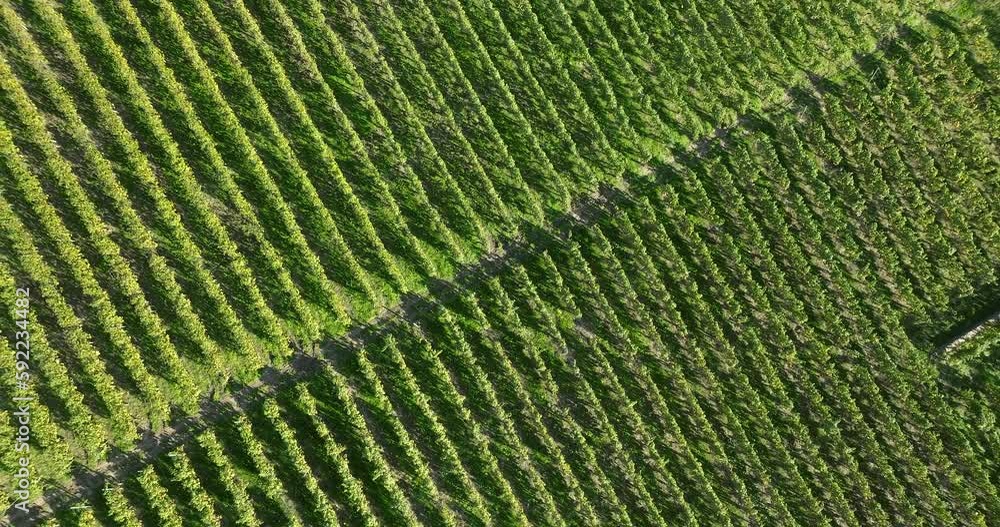 aerial view of the terraced vineyards in switzerland aerial view of the terraced vineyards in switzerland