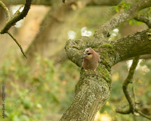 Little Jay, Garrulus glandarius spotted perched on a mossy Oak tree in woodland
