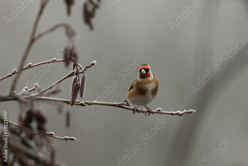 Goldfinch, Carduelis carduelis perched on a frosty branch with natural winter background