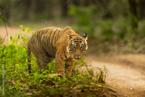 eye level shot of wild male bengal tiger or panthera tigris portrait in action with eye contact in natural green background safari at ranthambore national park forest sawai madhopur rajasthan india photo