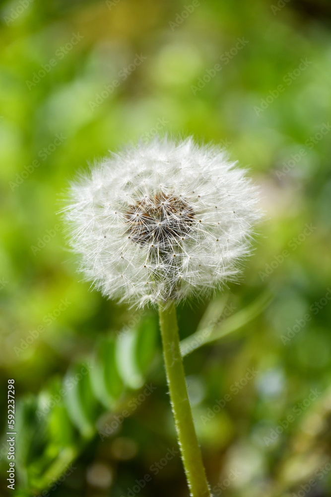 Fototapeta premium 春の野に咲くタンポポの花