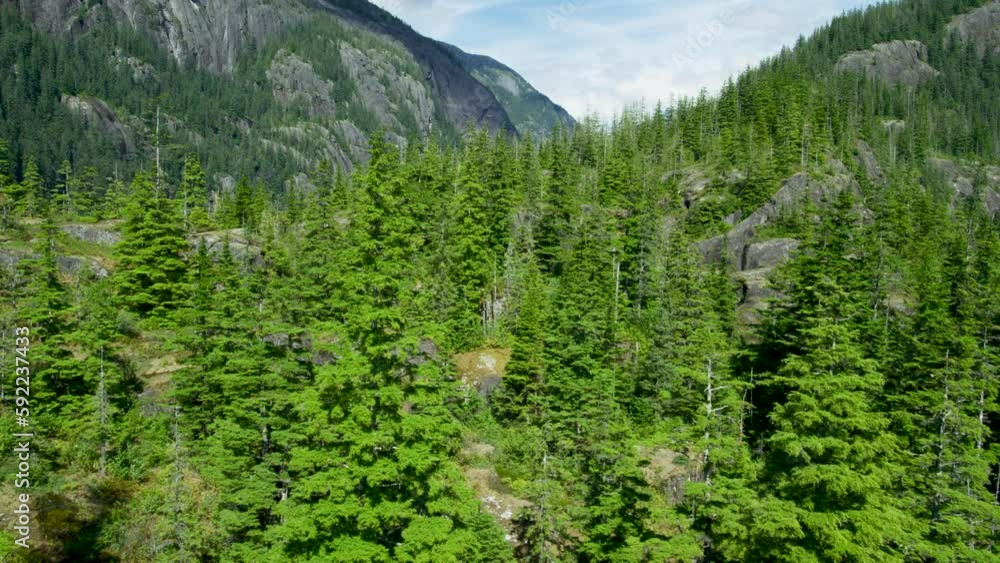 A shot overlooking the trees and the lake, tilted towards the mountain. Drone footage of coniferous forests and rivers formed by melting ice in Alaska. A shot overlooking the trees and the lake, tilted towards the mountain. Drone footage of coniferous forests and rivers formed by melting ice in Alaska.