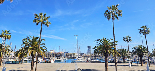 view of the city port with yachts  palm trees  blue sky  sunny day. Barcelona  Spain 