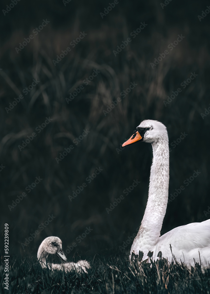 Fototapeta premium Swanling with its mother