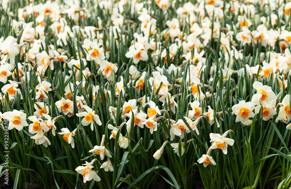 Spring flowers narcissus (daffodils) blooming in a garden