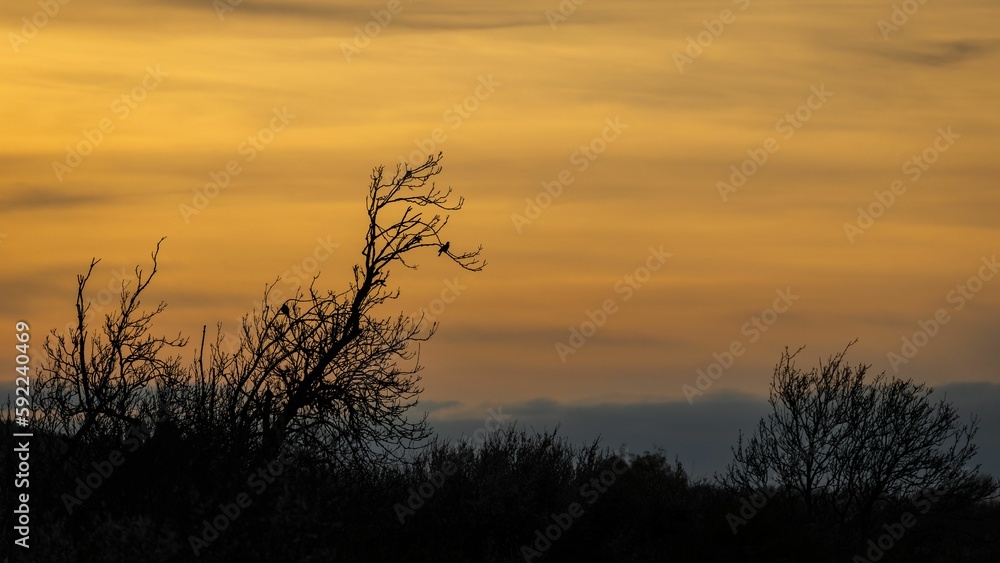 Beautiful golden sunset over the silhouettes of the trees.