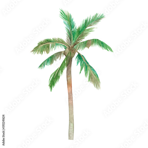 Palm tree watercolor illustration. Tropical tree. Hand drawn. Isolated on a white background.
