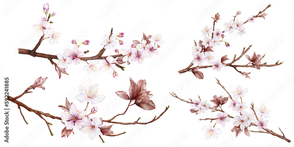 Set of Watercolor viva magenta cherry blossoms on the branches Set of Watercolor viva magenta cherry blossoms on the branches