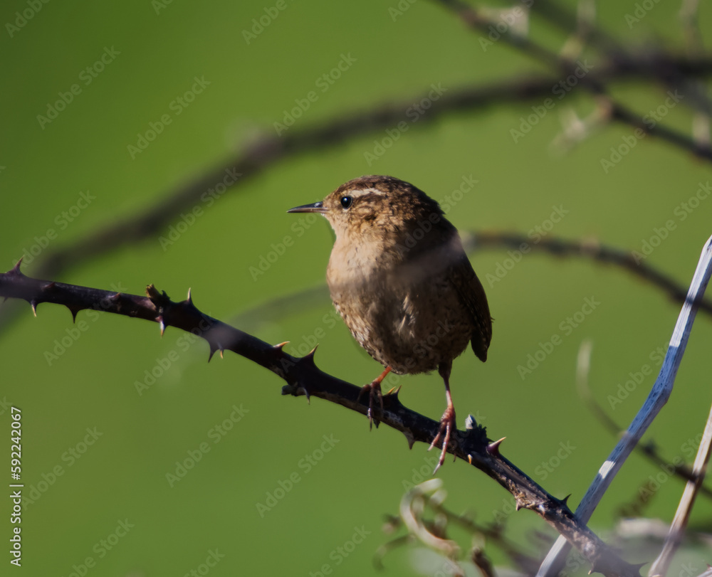 Fototapeta premium Eurasian wren branch sitting