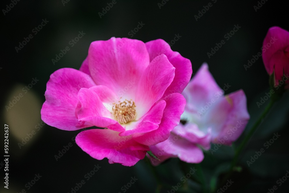 Closeup of a beautiful pink rugosa rose Closeup of a beautiful pink rugosa rose