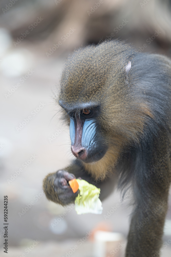 Obraz premium Mandrill - Affe