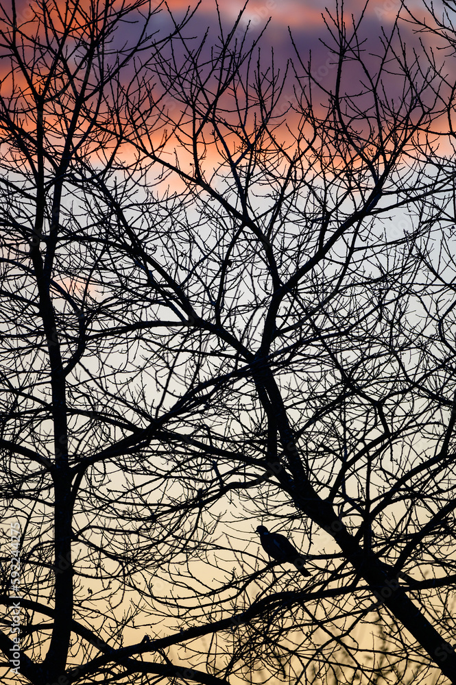 Bare branches of a tree with bird in silhouette against the sky and pink clouds. Portrait orientation. Evening view just before sunset. Bare branches of a tree with bird in silhouette against the sky and pink clouds. Portrait orientation. Evening view just before sunset.