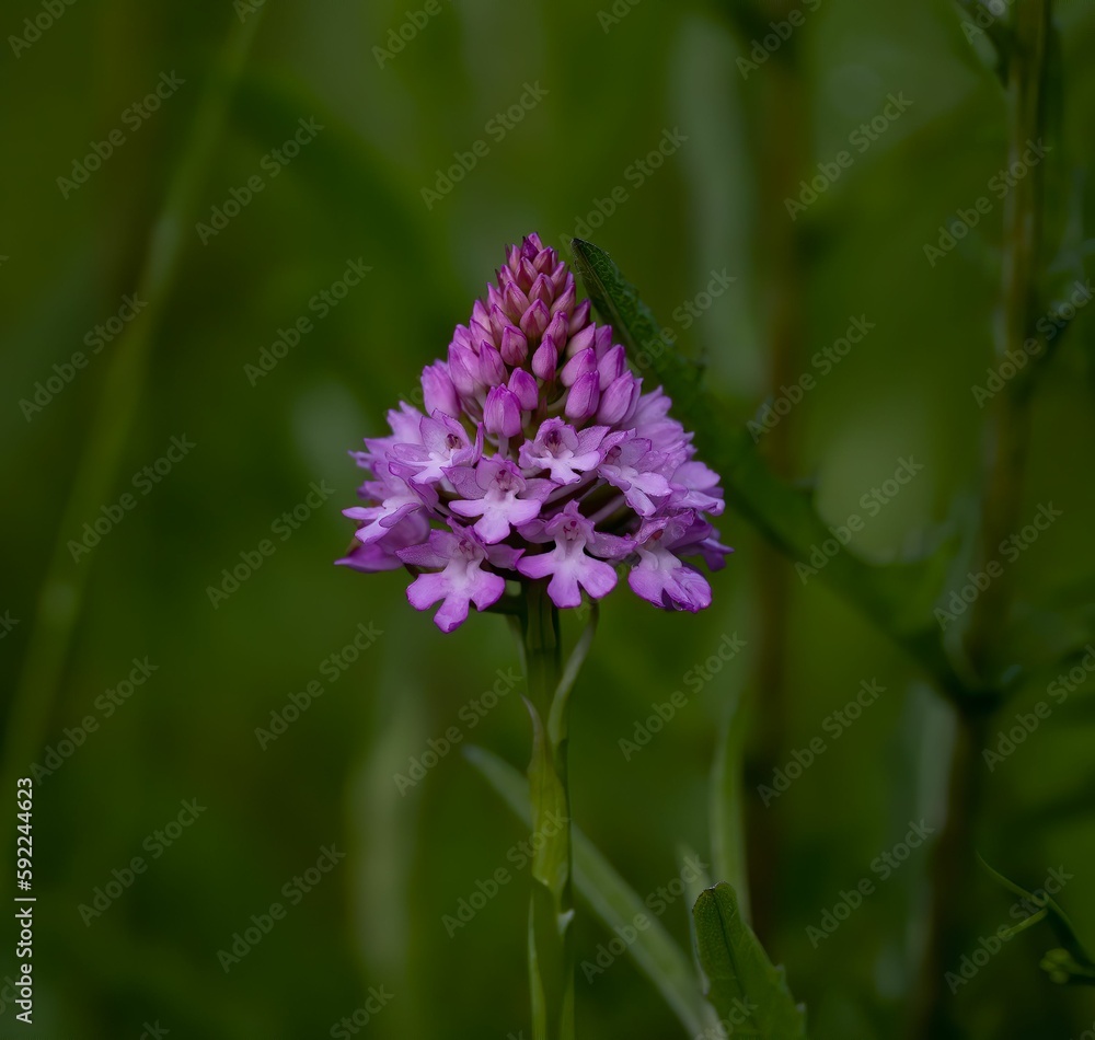 Violet flower in the garden with blurred background Violet flower in the garden with blurred background