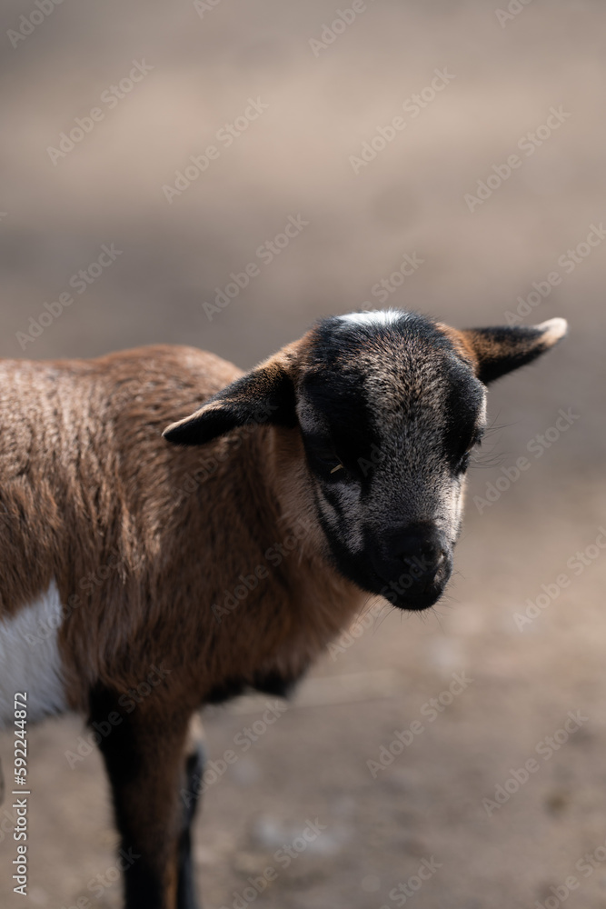 Obraz premium Ziegen