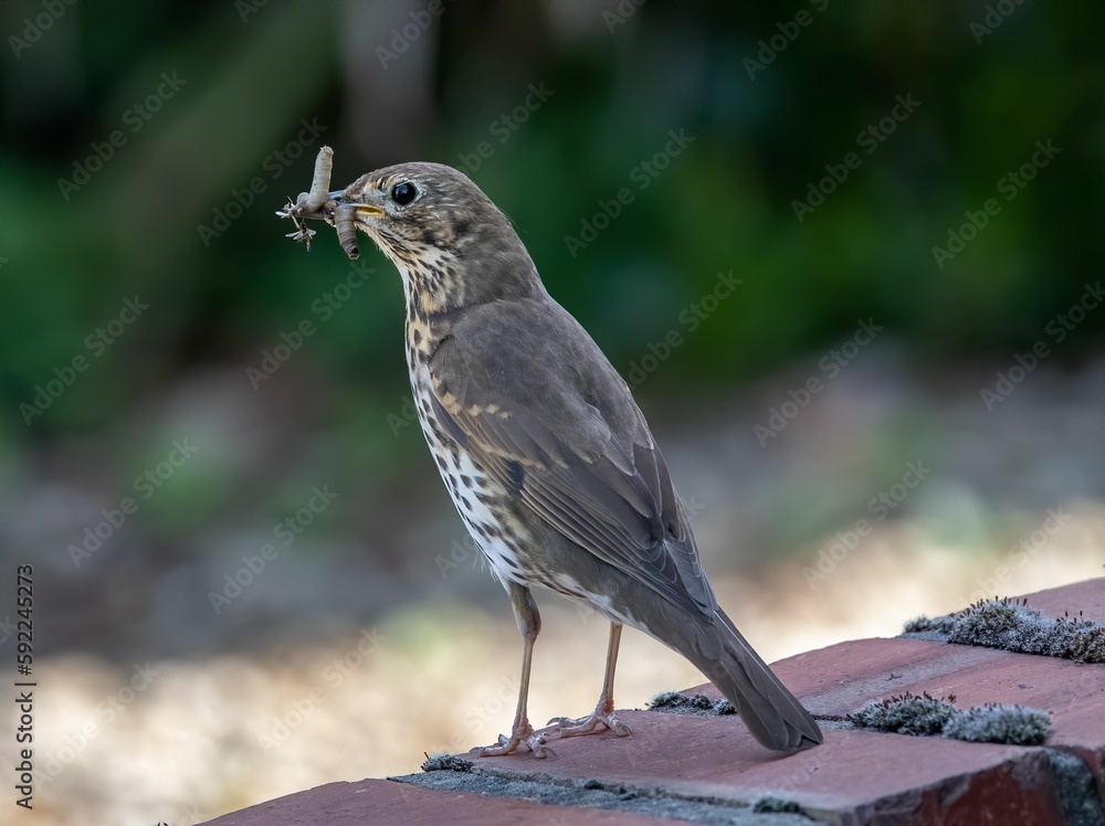 Obraz premium Song thrush bird with a worm on its beak