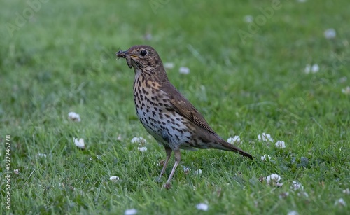 Song thrush bird with a worm on its beak