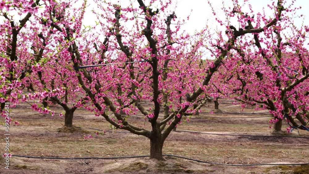 peach tree blooming pink flowers field of bloom trees peach tree blooming pink flowers field of bloom trees