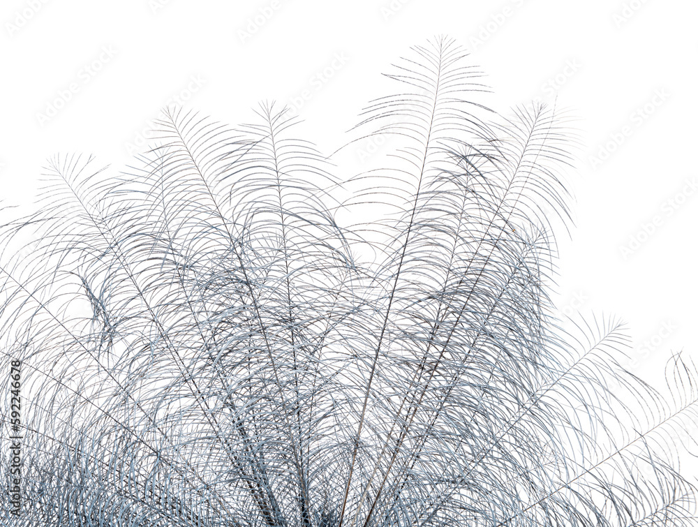 Close-up on Sclater's crowned pigeon feathers, Goura Sclaterii, isolated on white Close-up on Sclater's crowned pigeon feathers, Goura Sclaterii, isolated on white
