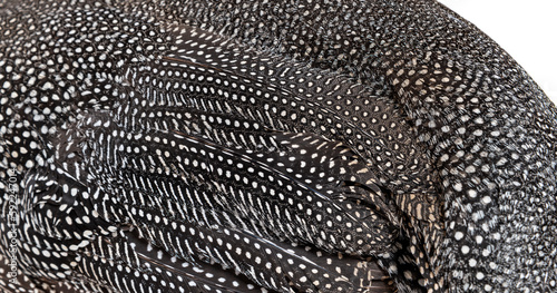 Close-up on Black and white  spotted Helmeted guineafowl feathers  Numida meleagris  isolated on white