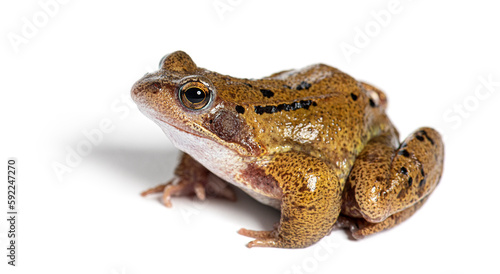 Tableau sur toile european common frog, Rana temporaria, Isolated on white