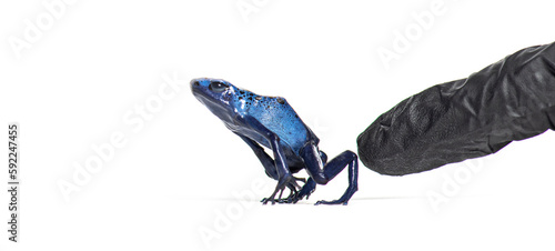 A finger of a person in a glove pushing a Blue poison dart frog, Dendrobates tinctorius azureus to jump, isolated on white photo