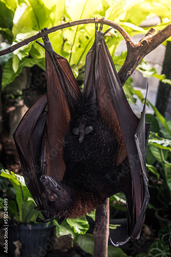 portrait of bats hanging head down from a tree