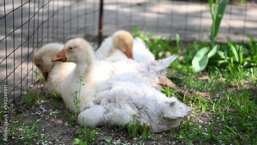 Close-up of several young white geese resting in the countryside. A charming baby. Breeding geese for meat. The concept of business farming. Home farm. The domestic goose sleeps sweetly in nature. 4K Close-up of several young white geese resting in the countryside. A charming baby. Breeding geese for meat. The concept of business farming. Home farm. The domestic goose sleeps sweetly in nature. 4K