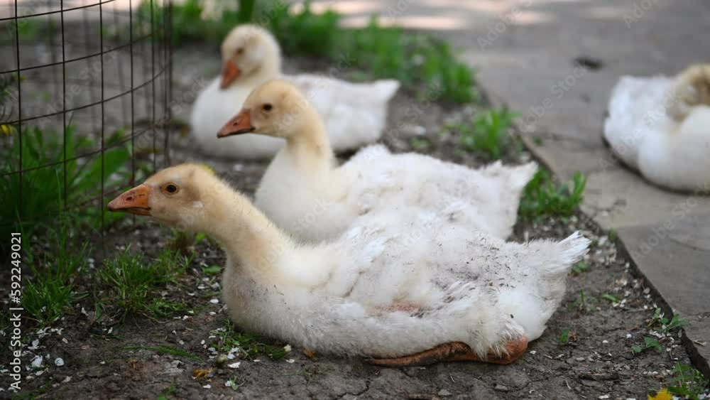 Close-up of several young white geese resting in the countryside. A charming baby. Breeding geese for meat. The concept of business farming. Home farm. The domestic goose sleeps sweetly in nature. 4K Close-up of several young white geese resting in the countryside. A charming baby. Breeding geese for meat. The concept of business farming. Home farm. The domestic goose sleeps sweetly in nature. 4K