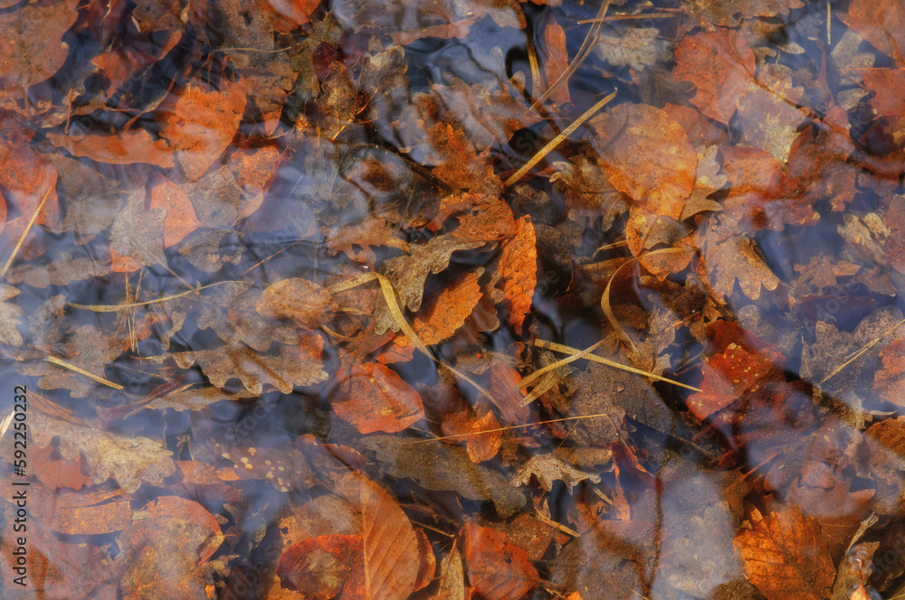 Autumn leaves on the water surface in the forest, closeup of photo Autumn leaves on the water surface in the forest, closeup of photo