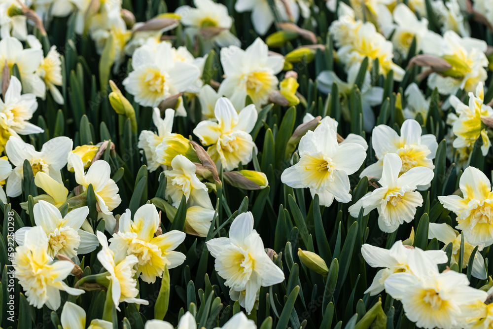 Spring flowers narcissus (daffodils) blooming in a garden Spring flowers narcissus (daffodils) blooming in a garden