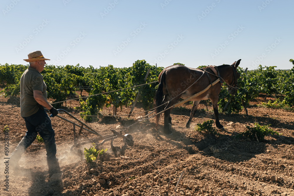 Obraz premium Senior man plowing field land in traditional way with mule in a vineyard