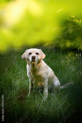 Young beautiful white Labrador sitting on the grass , vertical shot