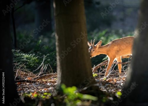 Fotografia, Obraz Roe deer wandering in the forest with sunlight