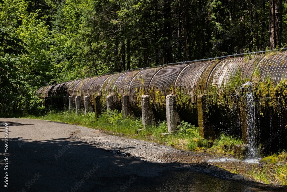 Scenic shot of a big water pipeline covered in greenery in a forest