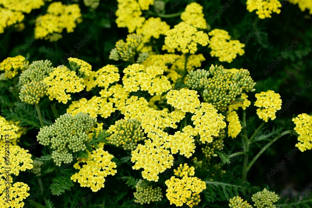 Obraz premium Closeup shot of beautiful yellow Firefly Sunshine flowers in a field