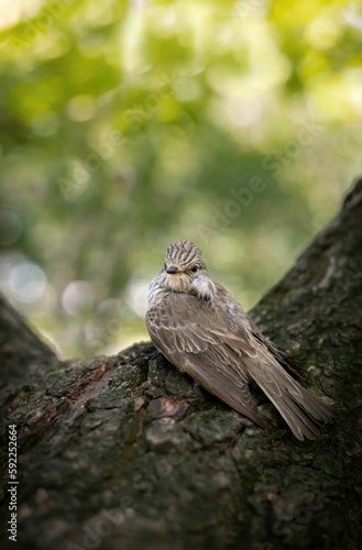 Vertical shot of a juvenile gray flycatcher perched on a tree