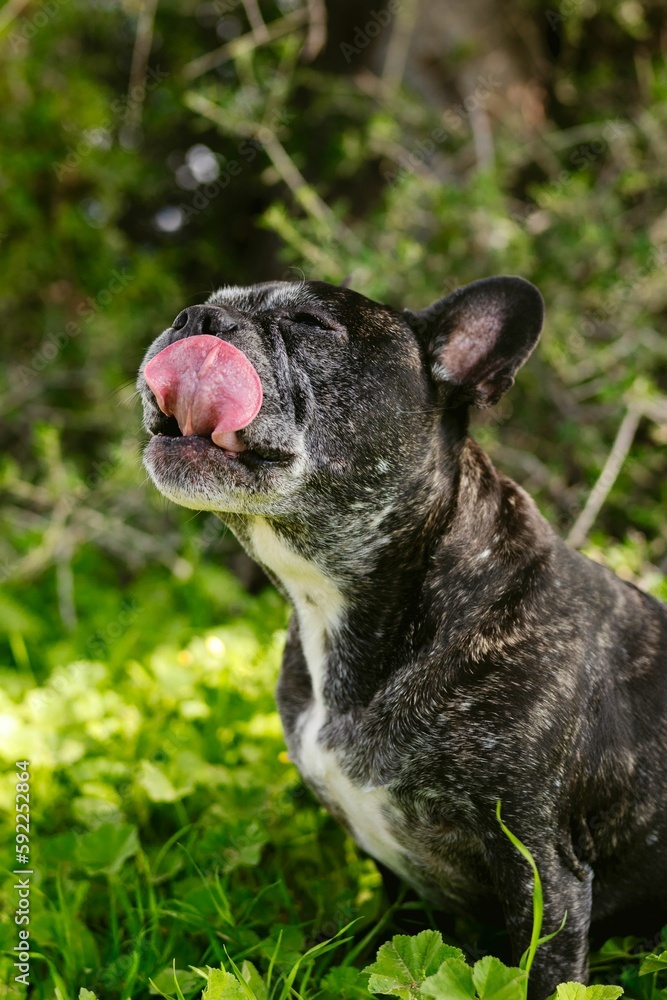 French Bulldog standing on grassland with tongue out