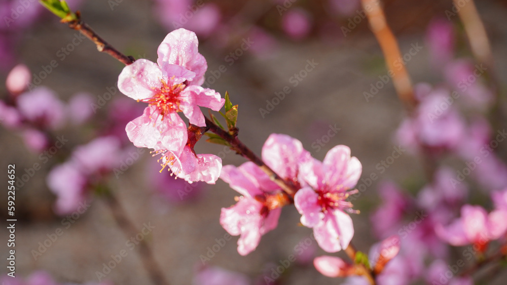 Peach Blossoms in 2023. Peach Blossoms in 2023.