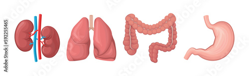 Kidneys, Lungs, Colon and Stomach as Human Internal Body Part Vector Set