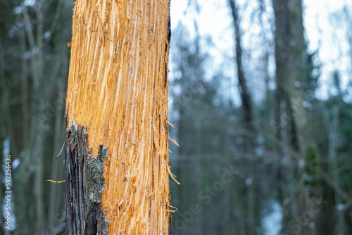 Aspen trunk gnawed by elk in winter. No bark. Gnaws. Winter food of elk (Alces alces). End of December. Belarus.