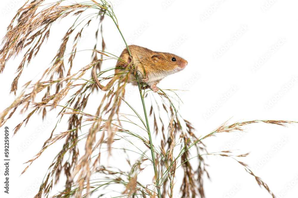 Obraz premium Harvest mouse, Micromys minutus, climbing, holding and balancing on high grass, isolated on white