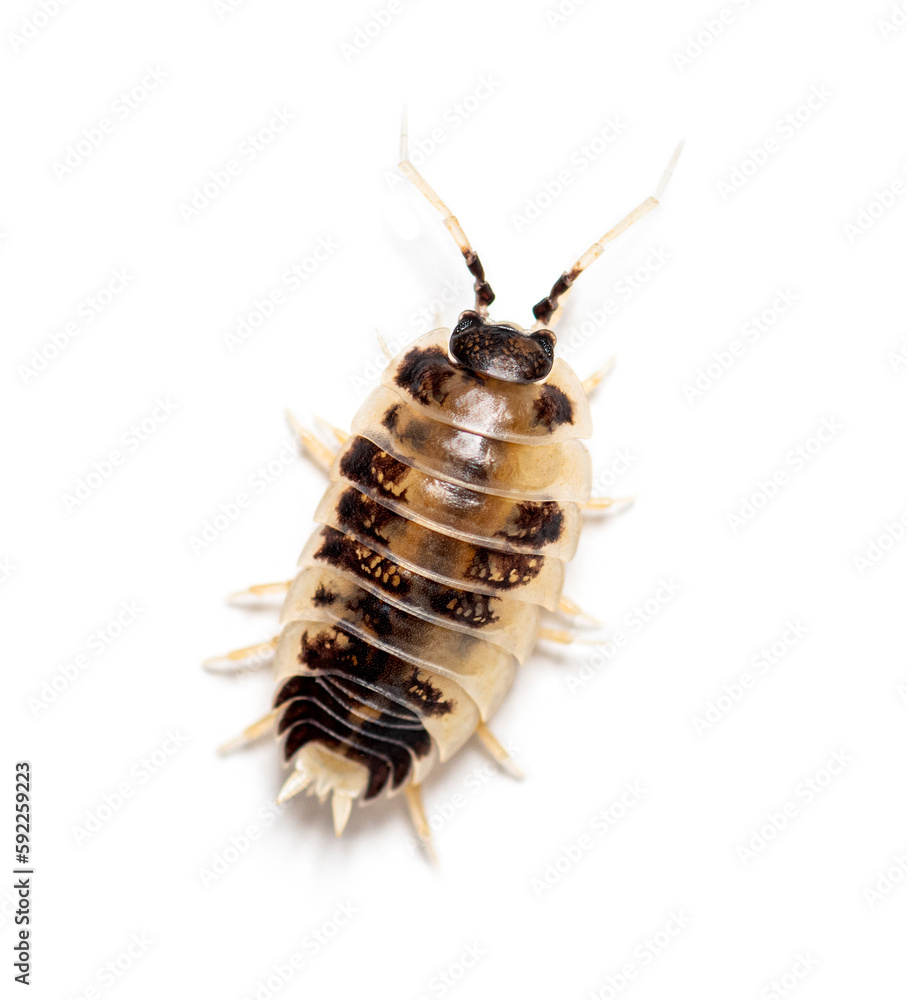 Dairy Cow Panda Isopod Woodlouse, Porcellio laevis, isolated on white Dairy Cow Panda Isopod Woodlouse, Porcellio laevis, isolated on white