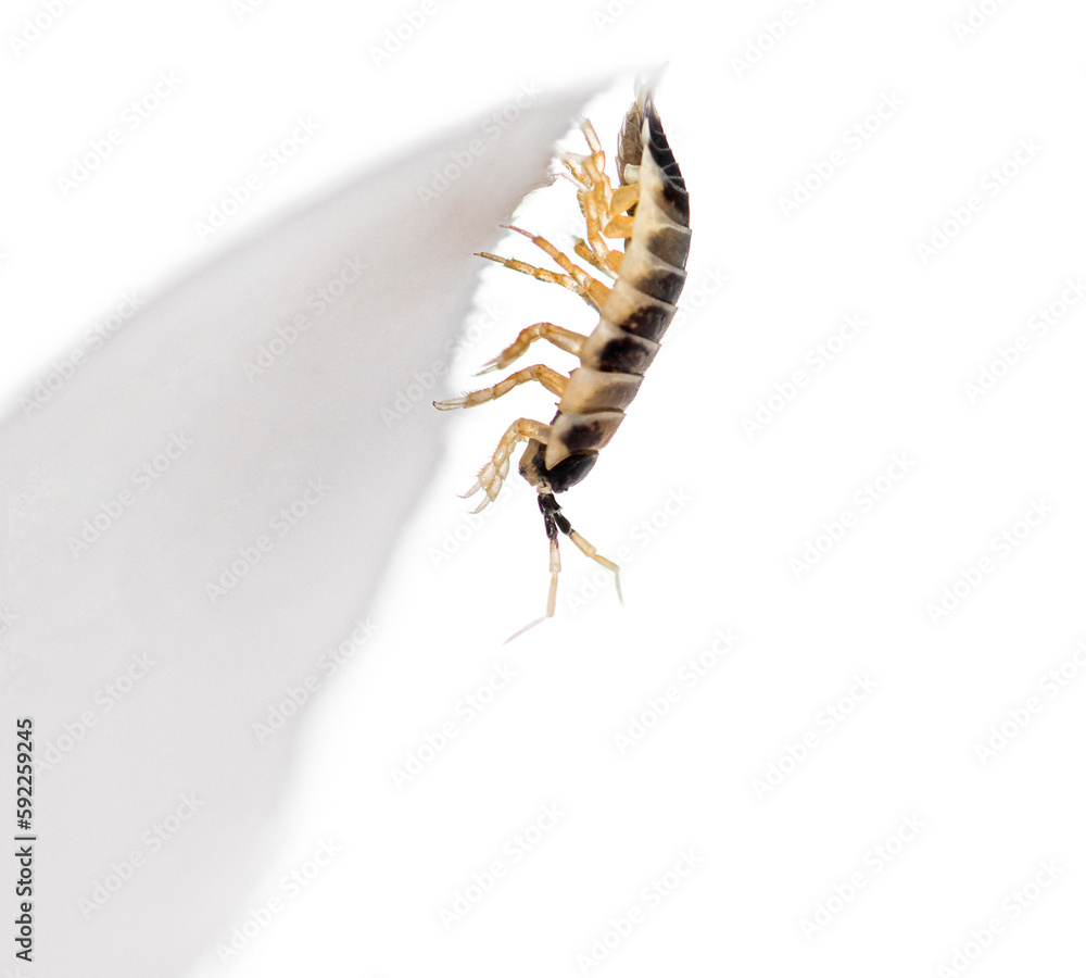 Dairy Cow Panda Isopod Woodlouse, Porcellio laevis, isolated on white Dairy Cow Panda Isopod Woodlouse, Porcellio laevis, isolated on white